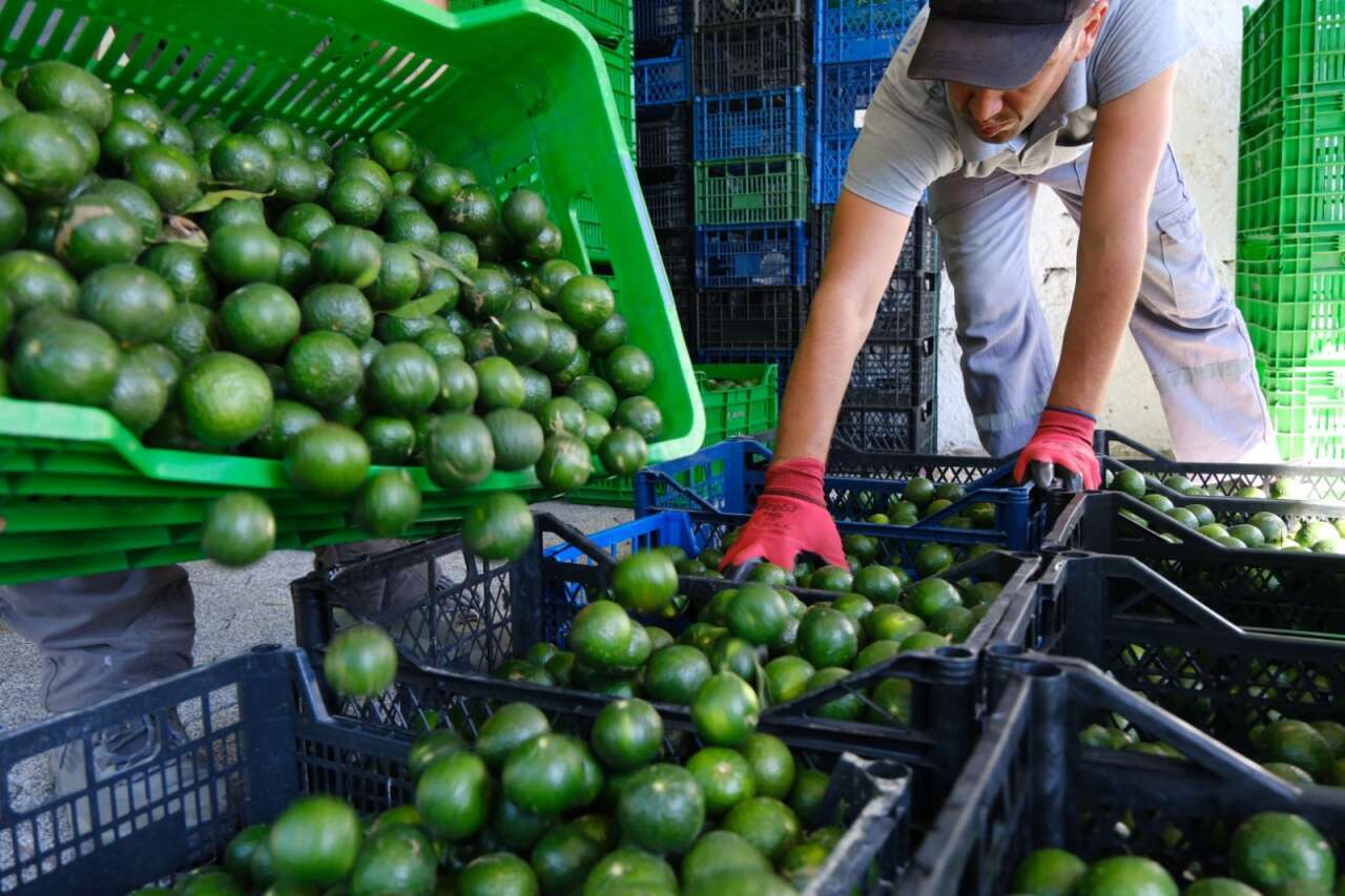 Bodrum’un Coğrafi İşaretli Mandalini Türkiye Genelinde Tüketiciyle Buluşuyor 3